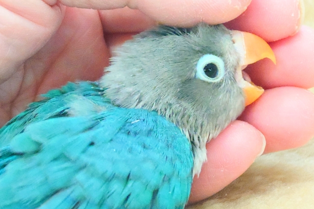 ブルーボタンインコ