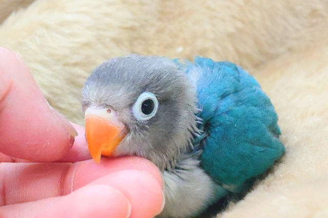 ブルーボタンインコ