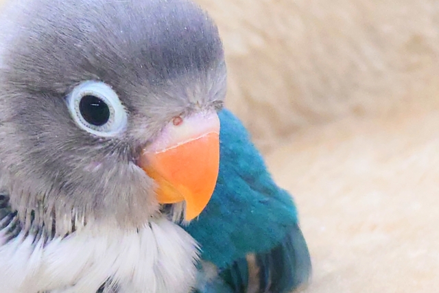 ブルーボタンインコ