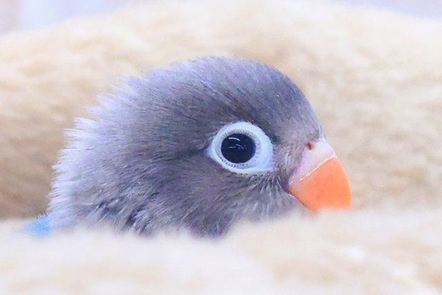 ブルーボタンインコ