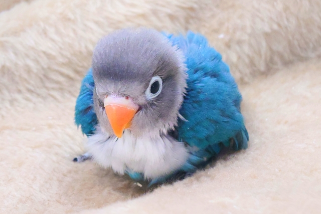 ブルーボタンインコ