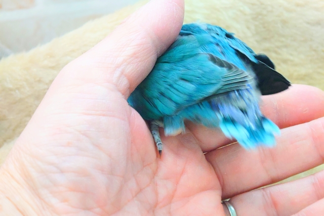 ブルーボタンインコ