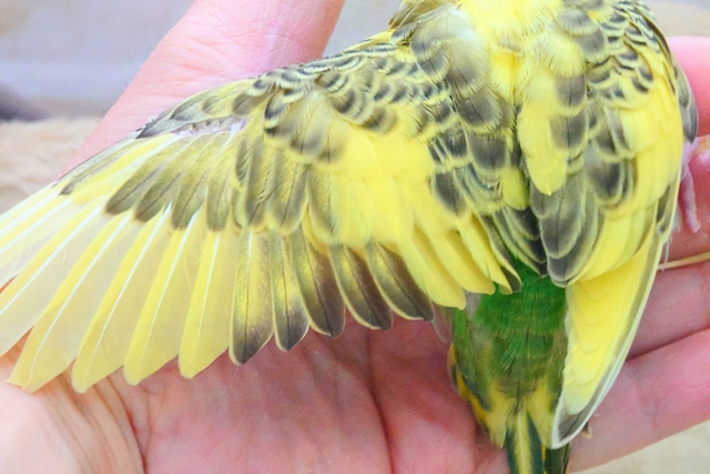 セキセイインコ