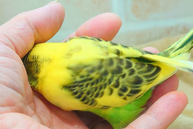 セキセイインコ