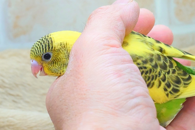 セキセイインコ