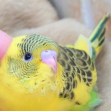 最新画像になります☆カッコいい模様です😏✨　セキセイインコ（黄ハルクイン）
