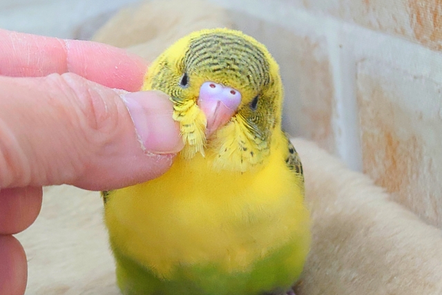 セキセイインコ