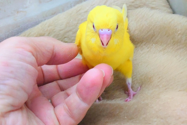 セキセイインコ