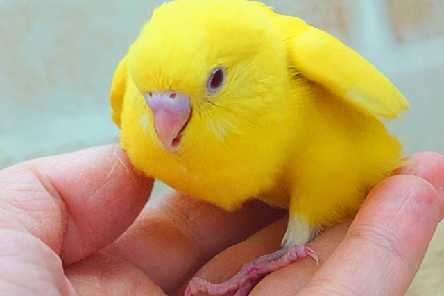 セキセイインコ