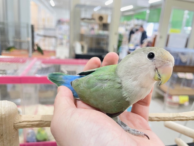 コザクラインコ（小桜インコ）