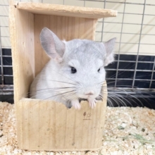 小顔でとっても可愛いチンチラちゃんがやってきましたよ～💗💗💗　（パイド）