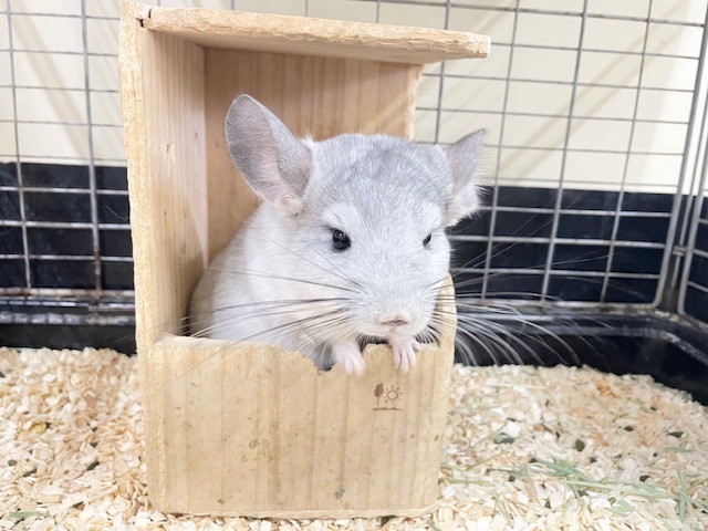 小顔でとっても可愛いチンチラちゃんがやってきましたよ～💗💗💗　（パイド）