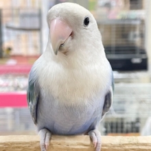 【☆最新画像更新☆】久々にバイオレットオパーリンのコザクラちゃん💙💛💙💛　コザクラインコ