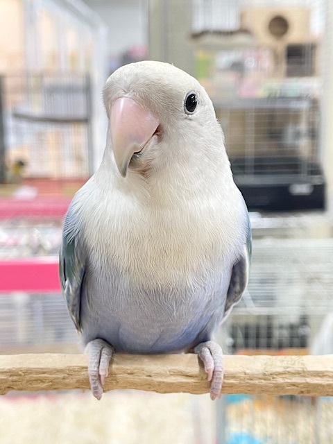 【☆最新画像更新☆】久々にバイオレットオパーリンのコザクラちゃん💙💛💙💛　コザクラインコ