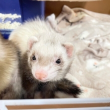 フェレット界のお姫様⁉💗💗💗　マーシャルフェレット（スターリングバターミット）