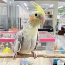 シナモンパイドカラーのオカメちゃん✨✨✨