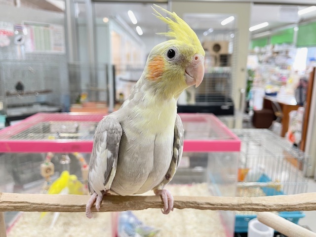 シナモンパイドカラーのオカメちゃん✨✨✨