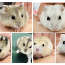 ちびっ子好きあつまれ！　ドワーフハムスターズ