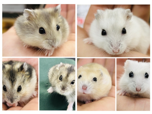 ちびっ子好きあつまれ！　ドワーフハムスターズ