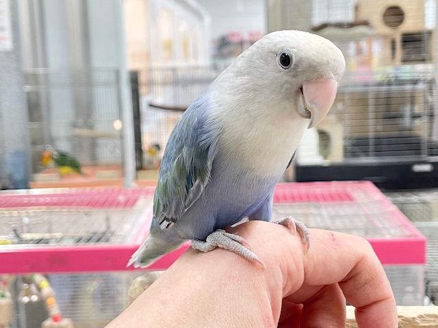 コザクラインコ（小桜インコ）