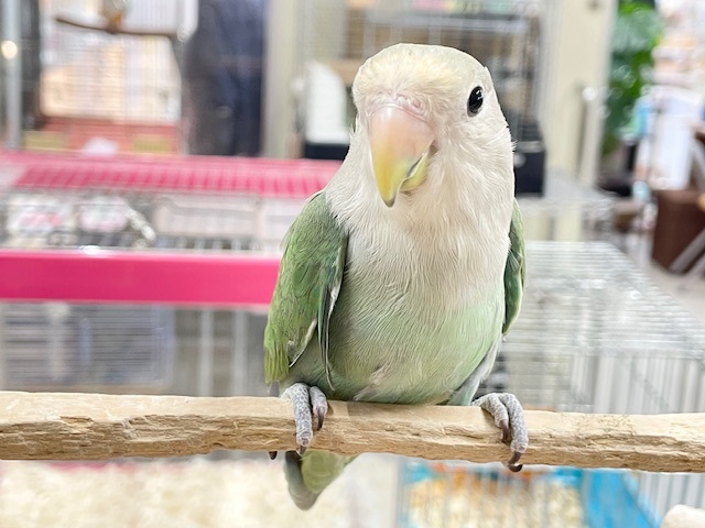 【☆最新画像更新☆】ブルーチェリーブルーチェリーカラーのコザクラちゃん💙💚💙💚　コザクライン