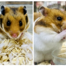 とっとこ定番人気なのだ？？　へけ！🐹　ゴールデンハムスター