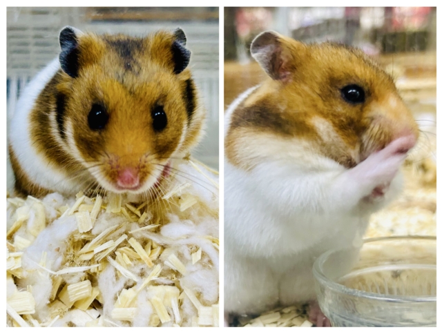 とっとこ定番人気なのだ？？　へけ！🐹　ゴールデンハムスター