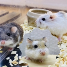 まるもち3色だんごちゃん🍡ロボロフスキーハムスター女の子🎀