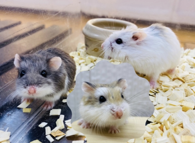 まるもち3色だんごちゃん🍡ロボロフスキーハムスター女の子🎀 まるもち3色だんごちゃん🍡ロボロフスキーハムスター女の子🎀