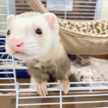 元気ボーイ参上🔥🔥🔥　マーシャルフェレット（シナモン）