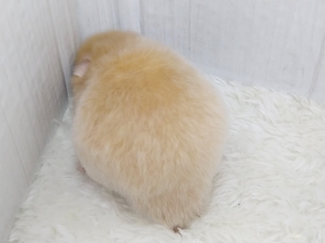 ゴールデンハムスター