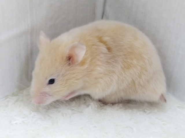 ゴールデンハムスター