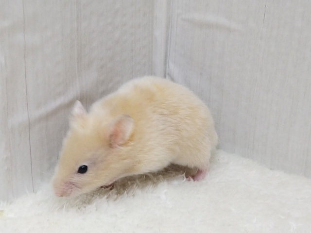 ゴールデンハムスター