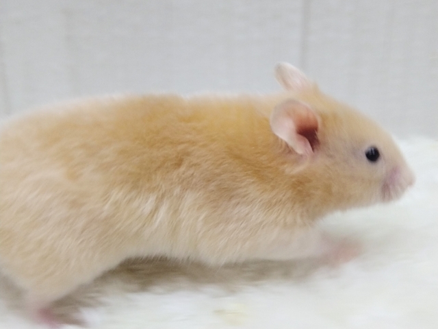 ゴールデンハムスター