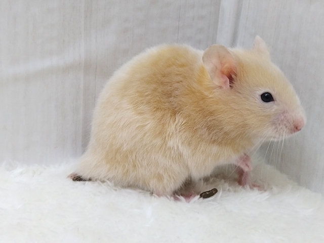 ゴールデンハムスター