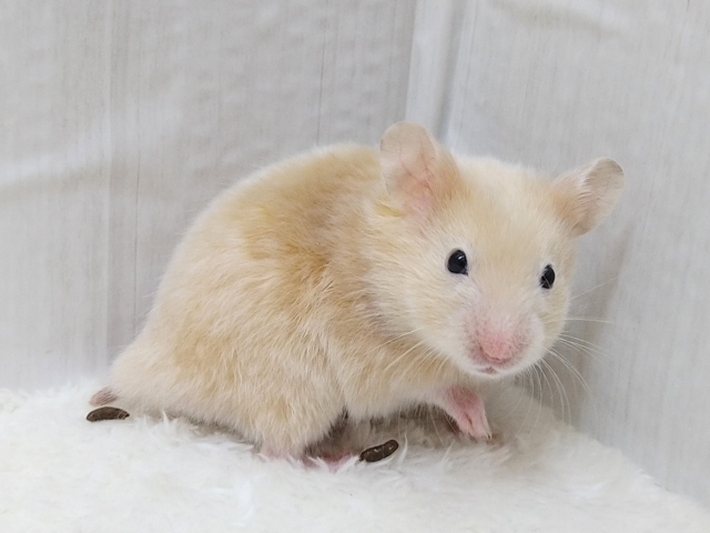 ピ〜カ〜ピ〜カ〜光〜る〜🌟サテンハムスターさん ピ〜カ〜ピ〜カ〜光〜る〜🌟サテンハムスターさん