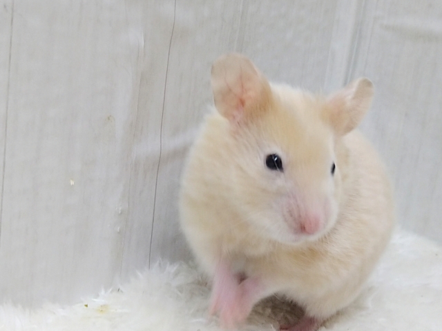 ゴールデンハムスター