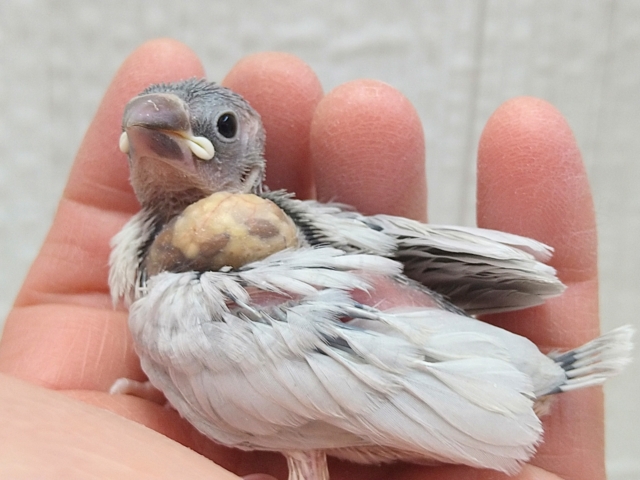 最新画像あります⭐️成長すると渋さ増々です!シルバー文鳥ヒナさん シルバー文鳥