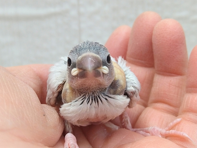 最新画像あります⭐️成長すると渋さ増々です!シルバー文鳥ヒナさん シルバー文鳥