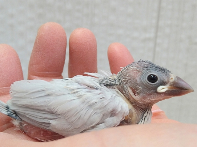 最新画像あります⭐️成長すると渋さ増々です!シルバー文鳥ヒナさん シルバー文鳥