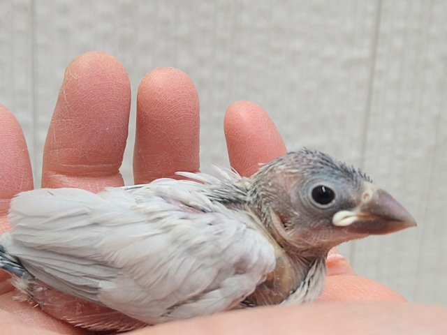 最新画像あります⭐️成長すると渋さ増々です!シルバー文鳥ヒナさん シルバー文鳥