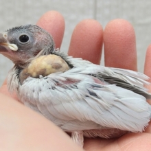 成長すると渋さ増々です！シルバー文鳥ヒナさん
