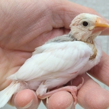 キリッ！美形な白文鳥ヒナさん