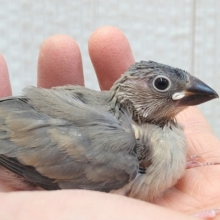 輝く瞳は黒曜石🖤桜文鳥ヒナさん
