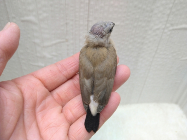 シュバシキンセイチョウ