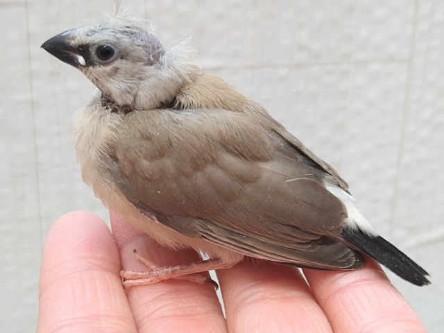 シュバシキンセイチョウ