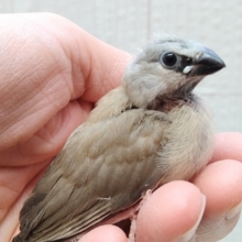 赤いクチバシと黒いエプロンがチャームポイント❤️シュバシキンセイチョウヒナさん