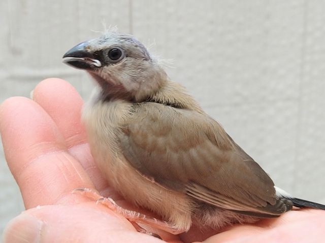 シュバシキンセイチョウ