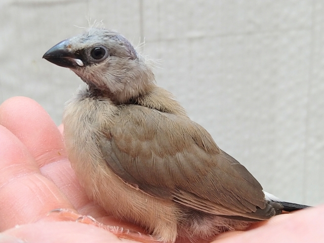 シュバシキンセイチョウ