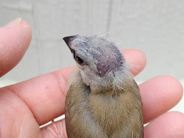 シュバシキンセイチョウ